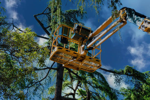 Trusted Sikeston, MO Tree Service Experts